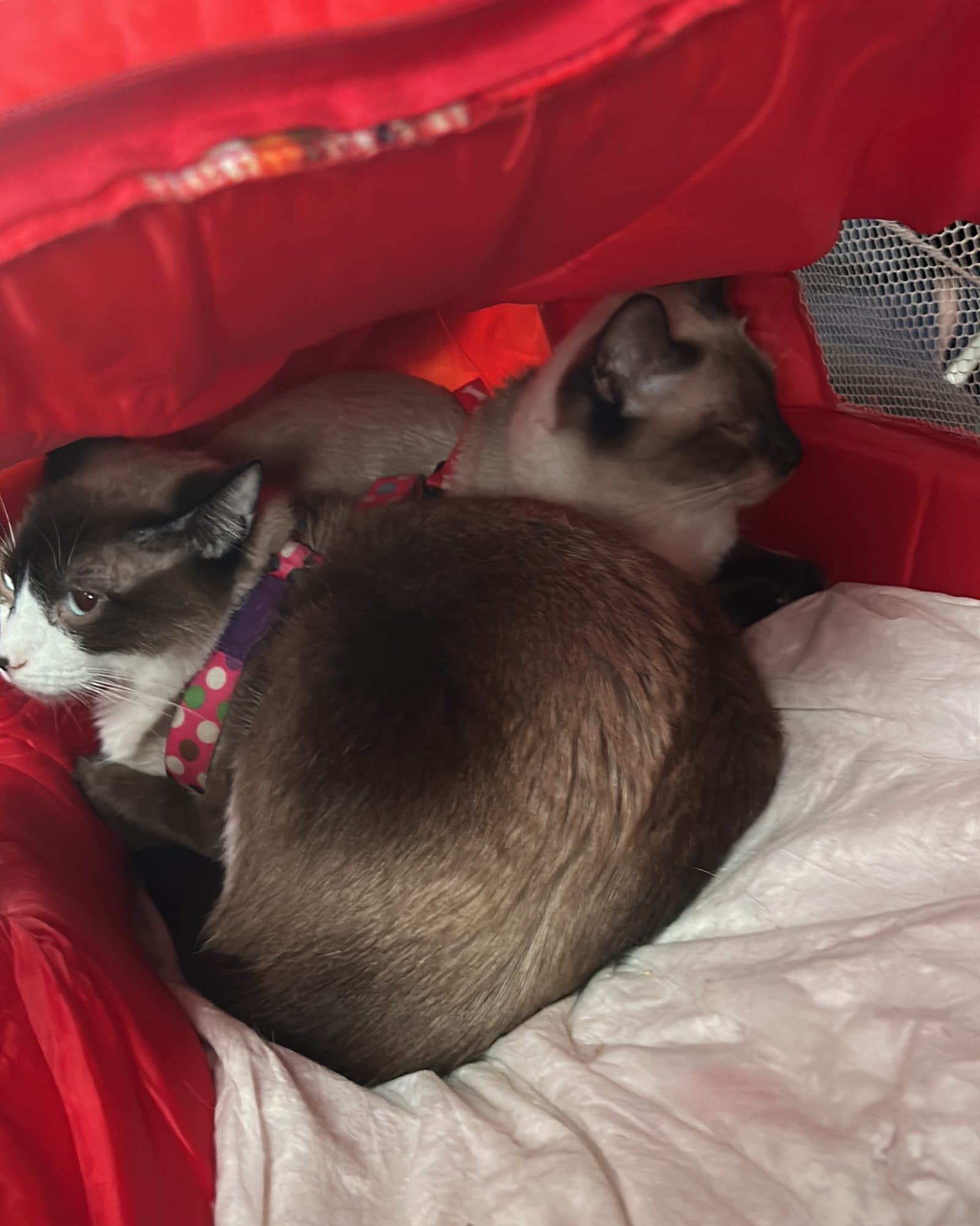 Dos gatos siameses durmiendo acurrucados dentro de una transportadora roja.