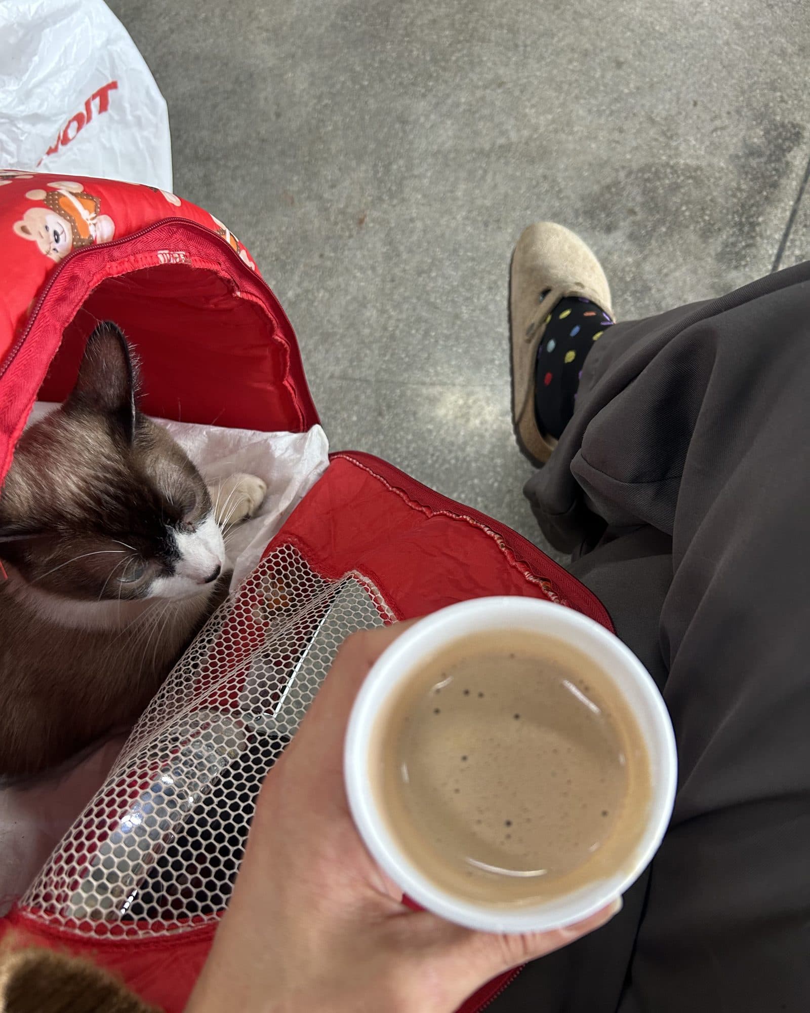 Una mano sostiene un vaso de café sobre la transportadora donde duerme un gato.